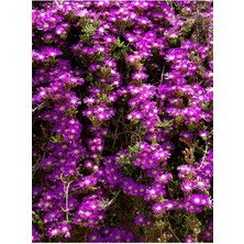 Serada Decor Plant Videolu Kabristan Mezarlık Çiçeği 5'li Set (5 15 Cm)5 Adet /saksılı/tüplü Drosanthemum Floribundum