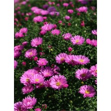 Serada Decor Plant Videolu Kabristan Mezarlık Çiçeği 5'li Set (5 15 Cm)5 Adet /saksılı/tüplü Drosanthemum Floribundum