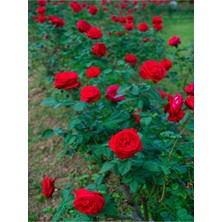 Serada Decor Plant Videolu Yediveren Yoğun Kokulu Kırmızı Renkli (30 50CM) 1 Adet Aşılı Gül Red Rose