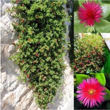 Serada Decor Plant Videolu 2 Adet Buz Çiçeği 5-15 cm Tüplü Çiçekli Bodur Bitkiler Mesembryanthemum