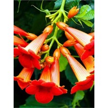 Serada Decor Plant Videolu 1 Adet Turuncu Acem Borusu Çiçeği 30-60 cm Tüplü Çiçekli Bodur Bitkiler Euphorbia Myrsinites