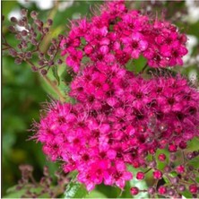 Serada Decor Plant Videolu 1 Adet Pembe Keçi Sakalı Çiçeği 40-60 cm Saksılı Çiçekli Bodur Bitki (Codiaeum Variegatum)