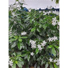 Serada Decor Plant Videolu Arap Yasemini Yasemin Fidanı (40 60 Cm)1 Adet Saksılı/tüplü Rhyncospermum Jasminoides