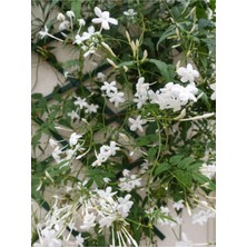 Serada Decor Plant Videolu Arap Yasemini Yasemin Fidanı (40 60 Cm)1 Adet Saksılı/tüplü Rhyncospermum Jasminoides