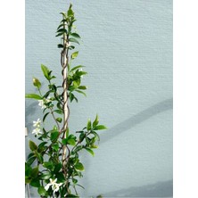 Serada Decor Plant Videolu Arap Yasemini Yasemin Fidanı (40 60 Cm)1 Adet Saksılı/tüplü Rhyncospermum Jasminoides