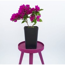 Serada Decor Plant Saksıda Koyu Pembe Begonvil Fidanı Bougainvillea