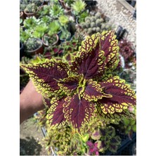 Serada Decor Plant Yaprağı Güzel (Kolyos) Saksı Çiçeği