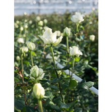 Serada Decor Plant Videolu Kar Beyazı Yoğun Kokulu Gül Fidanı (40 60 Cm) 1 Adet Aşılı Gül White Rose