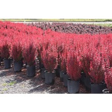 Serada Decor Plant Videolu Roket Berberis Fidanı (40 60 Cm)1 Adet Saksılı Dış Mekan Bitkisi Berberis Thunbergii