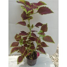 Serada Decor Plant Yaprak Güzeli-Yaprağı Güzel