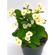 Serada Decor Plant Videolu 1 Adet Beyaz Renk Dikenler Tacı Çiçeği 10-15 cm Tüplü Çiçekli Bodur Bitkiler Euphorbia Milli