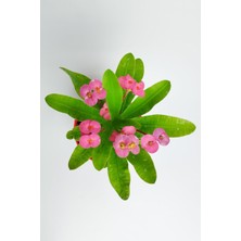 Serada Decor Plant Videolu 1 Adet Pembe Dikenler Tacı Çiçeği 15-25 cm Tüplü Çiçekli Bodur Bitkiler Euphorbia Milii