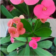 Serada Decor Plant Videolu 1 Adet Pembe Dikenler Tacı Çiçeği 15-25 cm Tüplü Çiçekli Bodur Bitkiler Euphorbia Milii