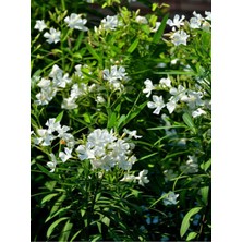Serada Decor Plant Videolu Beyaz Zakkum Çiçeği (50 70 Cm)1 Adet Saksılı Çiçekli Bahçe Balkon Bitkisi Nerium Oleander