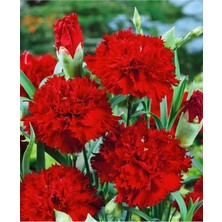 Serada Decor Plant Videolu 1 Adet Mis Kokulu Kırmızı Karanfil Çiçeği Fidanı 15-25 cm Tüplü Çiçekli Bitki Carnation