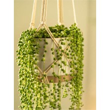 Serada Decor Plant Videolu Tesbih Boncuk Çiçeği (30 35 Cm) 1 Adet Saksılı Iç Mekan Bitkisi Senecio Rowleyanus