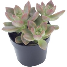 Serada Decor Plant Graptosedum California Sunset Sukulent