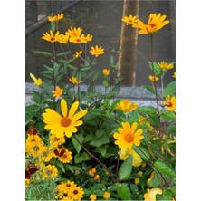 Serada Decor Plant Videolu 1 Adet Sarı Çalı Papatyası Çiçeği 20-30 cm Saksılı Çiçekli Bodur Bitkiler Euryops Pectinatus