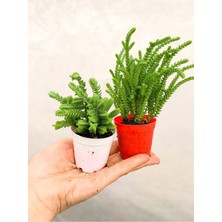 Serada Decor Plant 2 Adet Farklı Tür Prenses Çamı Crassula Muscosa