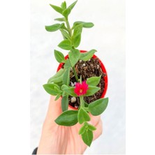 Serada Decor Plant Videolu Yer Örtücü Buz Çiçeği (5 15 Cm)10 Adet Saksılı Çiçekli Bodur Bitki Delosperma