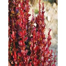 Serada Decor Plant Videolu Roket Berberis Fidanı (40 60 Cm)1 Adet Saksılı Dış Mekan Bitkisi Berberis Thunbergii