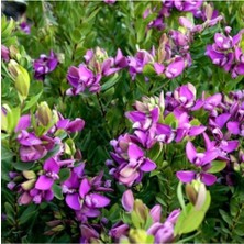 Serada Decor Plant Poligala Çiçeği Fidanı 30 CM-50CM