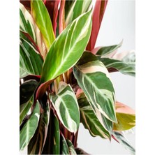 Serada Decor Plant Kalatya Triostar - Dua Çiçeği 50-60 cm Dolgun Formlu Bol Dallı Iç Mekan Bitkisi