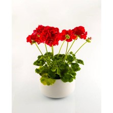 Serada Decor Plant Videolu Kırmızı Sakız Sardunya (30 50 Cm)1 Adet Saksılı Çiçekli Bodur Bitki Geranium