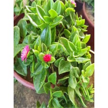 Serada Decor Plant Videolu Pembe Renkli Buz Çiçeği (5 10 Cm)30 Adet Saksılı/ Tüplü Çiçekli Bodur Bitki Delosperma