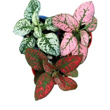 Serada Decor Plant Videolu 3'lü Karışık Hostes Çiçeği 10-15 cm Mini Saksılı Çiçekli Bodur Bitkiler Hypoestes