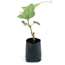 Serada Decor Plant Hayward Kivi Fidanı-Erkek 35-40 cm Bol Verimli Soğuğa Dayanıklı