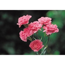 Serada Decor Plant Videolu 1 Adet Kokulu Pembe Karanfil Çiçeği 20-30 cm Tüplü Çiçekli Bodur Bitkiler Carnation