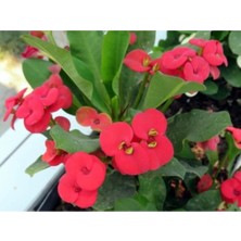 Serada Decor Plant Kırmızı Dikenler Tacı 30CM 40 cm Saksılı