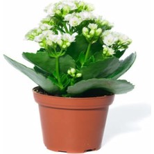 Serada Decor Plant Beyaz Çiçekli Kalanşo ( Kalanchoe ) Çiçeği Ithal Büyük Boy