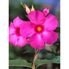 Serada Decor Plant Videolu 1 Adet Pembe Mandavilla Sarmaşığı Çiçeği 40-60 cm Tüplü Iç Mekan Bitkileri