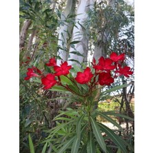 Serada Decor Plant Videolu Kırmızı Renkli Zakkum Çiçeği Fidanı (30 60 Cm)1 Adet Saksılı Dış Mekan Ağaç Nerium Oleander
