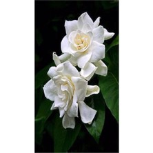 Serada Decor Plant Gardenya Yoğun Kokulu Gardenia Jasmionides Ev Ofis Salon Bitkisi Büyük Saksılı