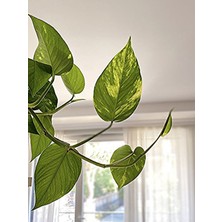 Serada Decor Plant Askılı Salon Sarmaşığı Iç Mekan Salon Bitkisi (Pathos - Epipremium)