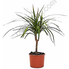 Serada Decor Plant Drecana Marginata 40-45 cm Tekli (Madagaskar Dragon Tree)
