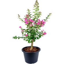 Serada Decor Plant Videolu Pembe Çiçekli Oya Çiçeği Fidanı (45 80 Cm)1 Adet Saksılı Dış Mekan Lagerstroemia Indica