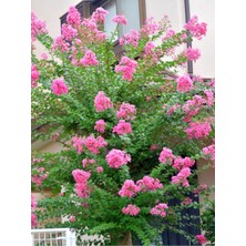 Serada Decor Plant Videolu Pembe Çiçekli Oya Çiçeği Fidanı (45 80 Cm)1 Adet Saksılı Dış Mekan Lagerstroemia Indica