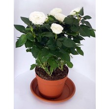 Serada Decor Plant Beyaz Minyatür Gül 20 Cm-40 cm