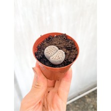Serada Decor Plant Taş Kaktüs Lithops 5.5 cm Saksıda