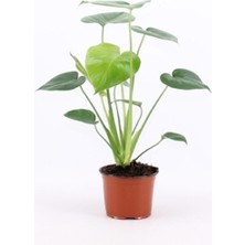 Serada Decor Plant Deve Tabanı Bitkisi - Monstera Deliciosa-Ithal 35-50 cm Dolgun Formlu Iç Mekan