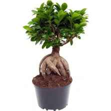 Serada Decor Plant Bonzai Fidanı Saksılı 20 cm 40 cm