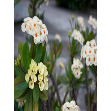 Serada Decor Plant Dikenler Tacı Çiçekli Beyaz 8,5 Saksıda Dolgun Formlu Iç Mekan Bitkisi