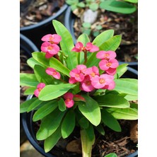 Serada Decor Plant Dikenler Tacı Çiçekli Ithal Hollanda Milli (Somon)