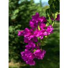 Serada Decor Plant Videolu 1 Adet Koyu Pembe Begonvil Çiçeği 40-50 cm Saksılı Çiçekli Bodur Bitkiler Bougainvillea
