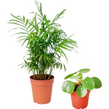 Serada Decor Plant Areka Dağ Palmiyesi & Pilea Peperomioides - Set 2 Adet Mini - Ev Ofis Salon Iç Mekan Bitkisi - 30 cm