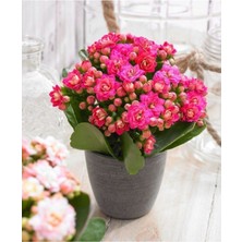 Serada Decor Plant Açık Pembe Canlı Kalanchoe Çiçeği Kalanşo Saksılı Ithal